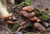 Houžovec hlemýžďovitý (Houby), Lentinellus cochleatus (Fungi)